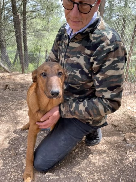 Whisky cucciolo rimasto solo  | Foto 3