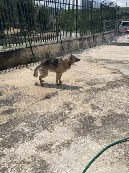 Roxanne pastore tedesco cerca casa  | Foto 6