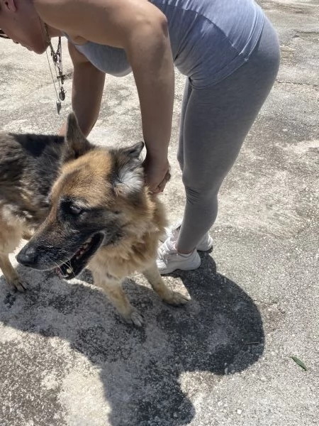 Roxanne pastore tedesco cerca casa  | Foto 5