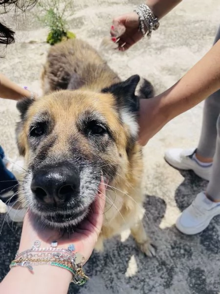 Roxanne pastore tedesco cerca casa  | Foto 4