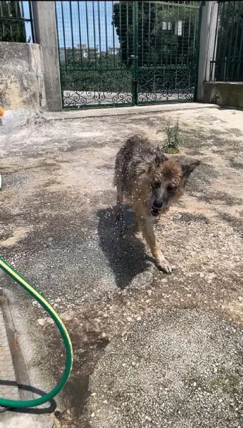 Roxanne pastore tedesco cerca casa  | Foto 3