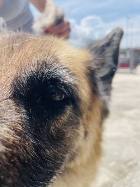 Roxanne pastore tedesco cerca casa  | Foto 2