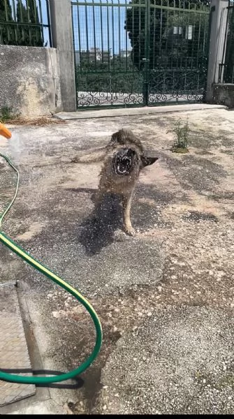 Roxanne pastore tedesco cerca casa 