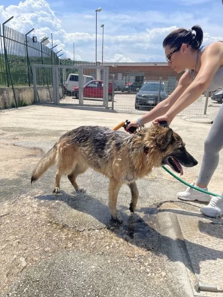 Roxanne pastore tedesco cerca casa  | Foto 0
