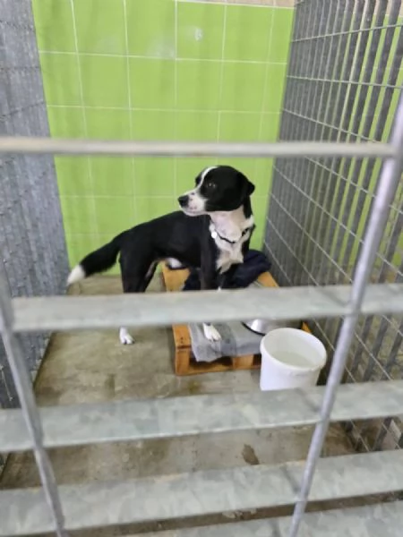 Tony cerca casa  | Foto 3