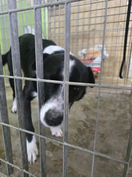 Tony cerca casa  | Foto 2