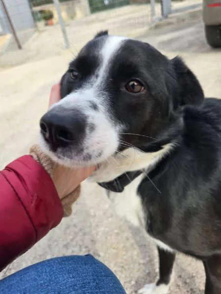 Tony cerca casa  | Foto 1