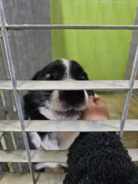 Tony cerca casa  | Foto 0