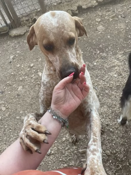 Aria incrocio bracco  | Foto 3