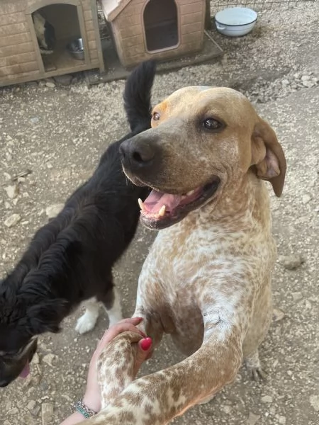 Aria incrocio bracco  | Foto 2