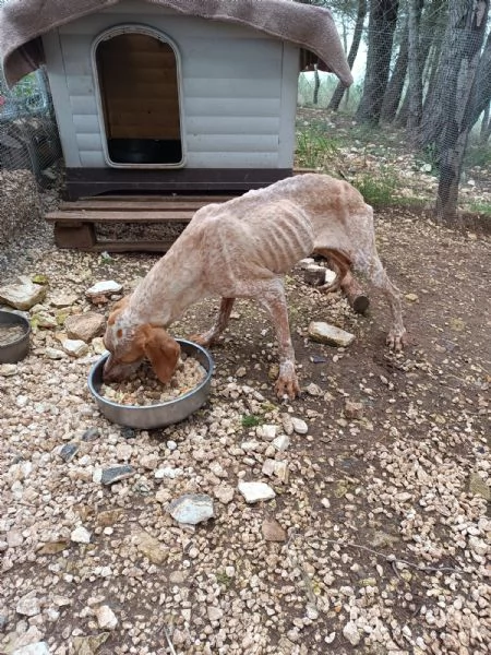 Aria incrocio bracco  | Foto 1