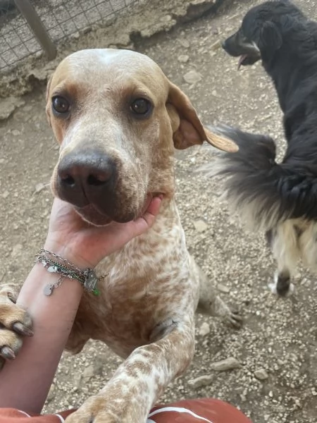 Aria incrocio bracco  | Foto 0