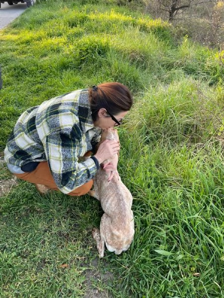 Aria incrocio bracco 