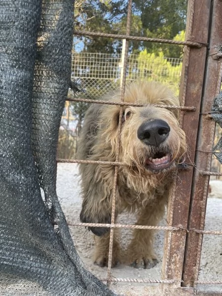 Margot adozione del cuore | Foto 4