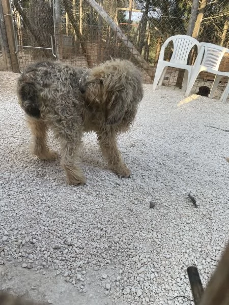 Margot adozione del cuore | Foto 3