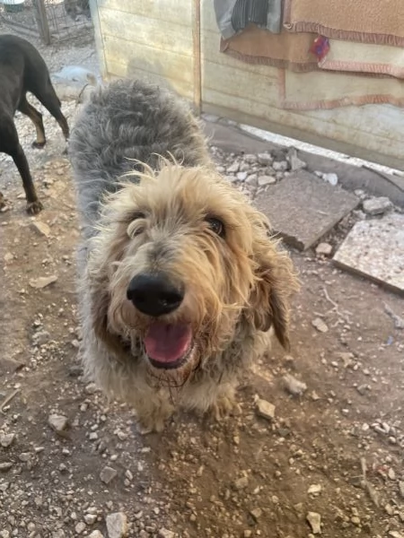 Margot adozione del cuore | Foto 2