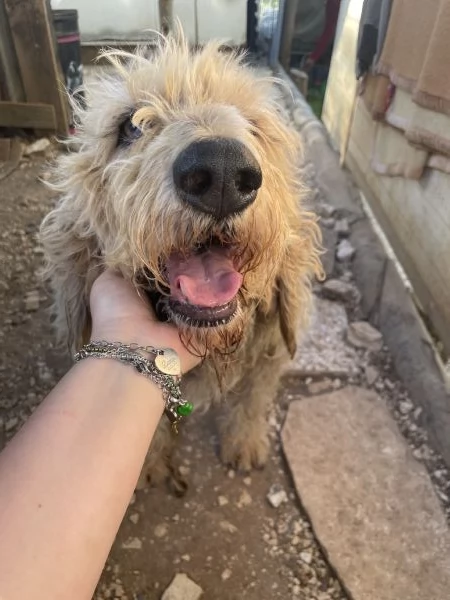 Margot adozione del cuore