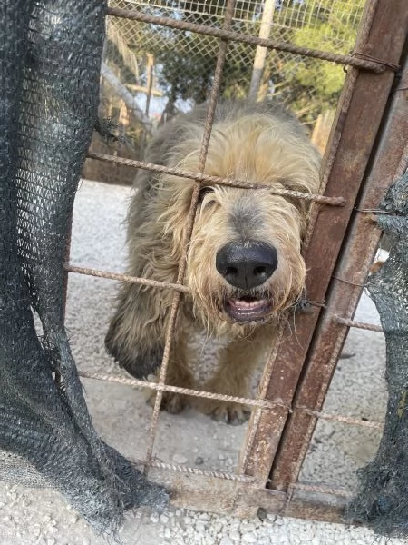 Margot adozione del cuore | Foto 0