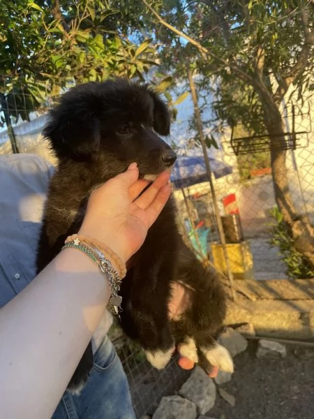 Cucciola Miego cerca casa  | Foto 1