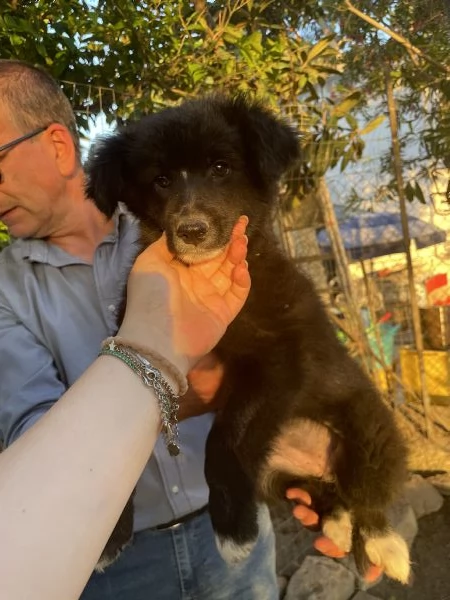 Cucciola Miego cerca casa  | Foto 0