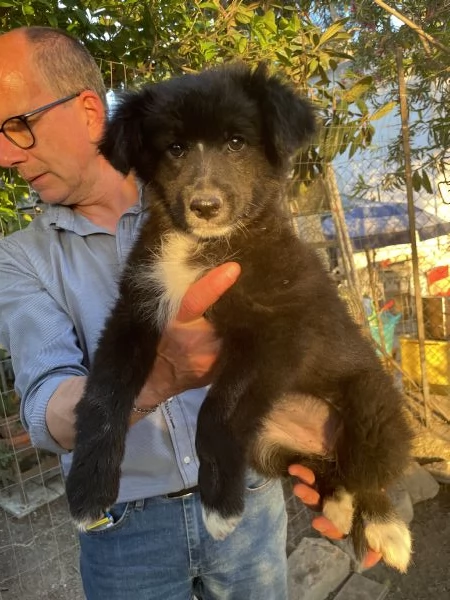 Cucciola Miego cerca casa 