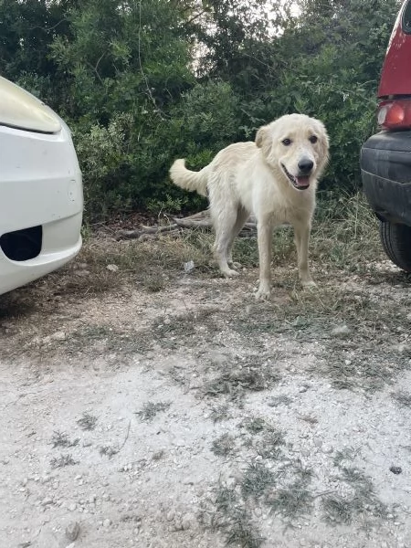 Salviamo cucciolo  Nico 