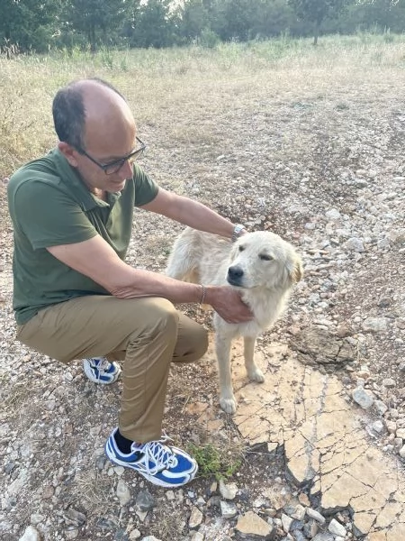 Salviamo cucciolo  Nico  | Foto 4