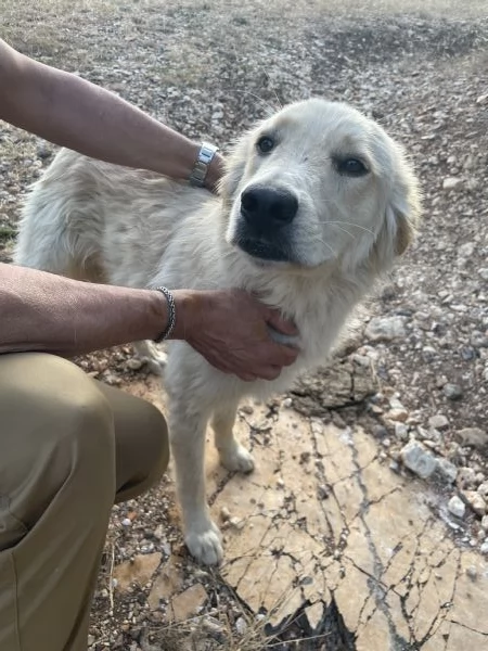 Salviamo cucciolo  Nico  | Foto 3