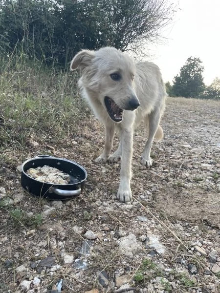 Salviamo cucciolo  Nico  | Foto 2