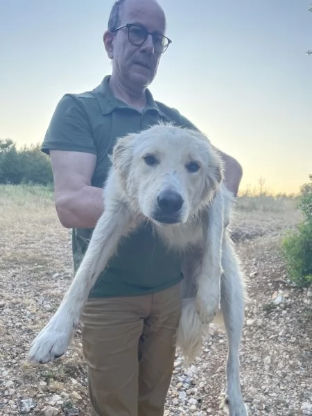 Salviamo cucciolo  Nico  | Foto 1