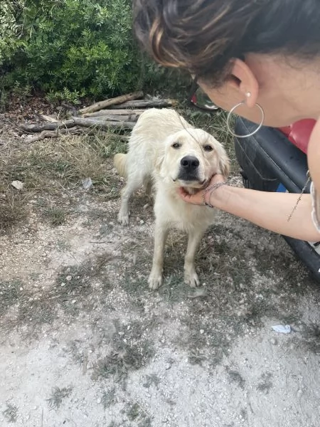 Salviamo cucciolo  Nico  | Foto 0