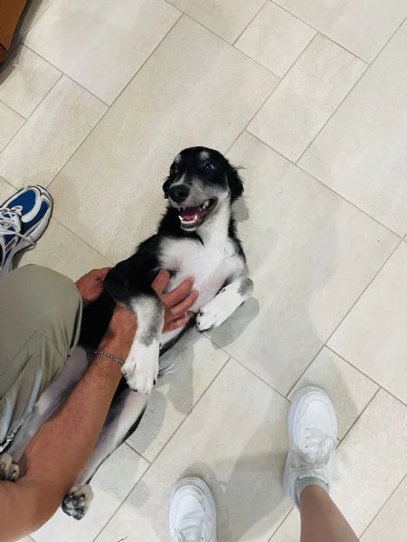 Caos rischia canile  | Foto 5