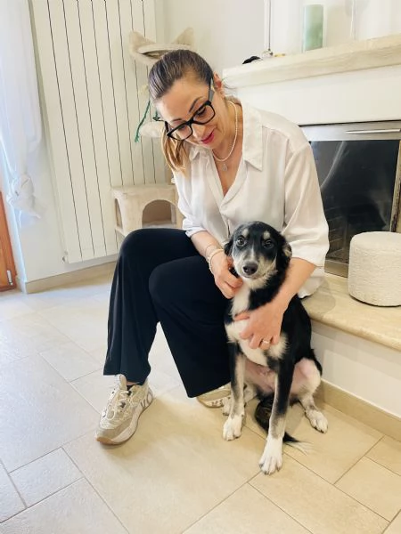 Caos rischia canile  | Foto 3