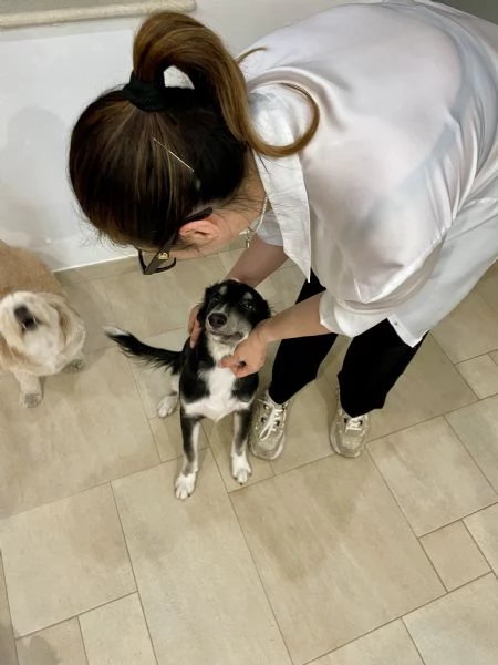 Caos rischia canile  | Foto 2