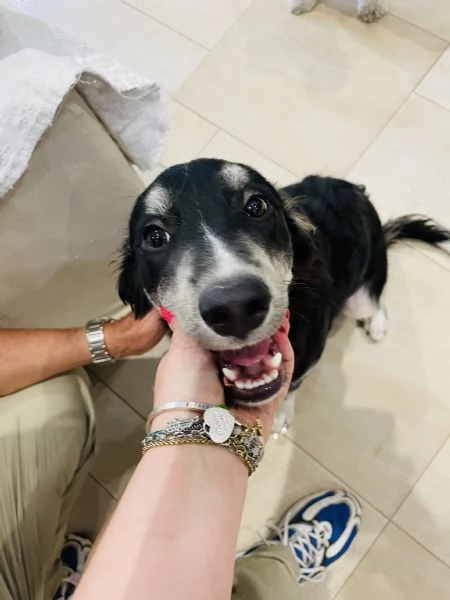 Caos rischia canile  | Foto 0