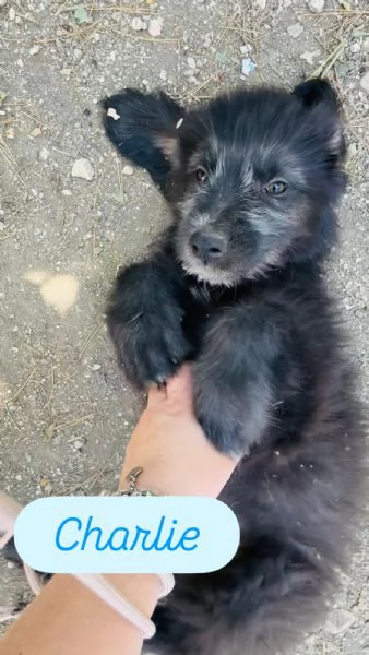 Charlie cucciolo cerca casa 