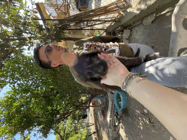 Charlie cucciolo cerca casa  | Foto 3