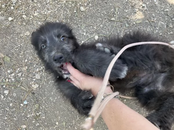 Charlie cucciolo cerca casa  | Foto 2