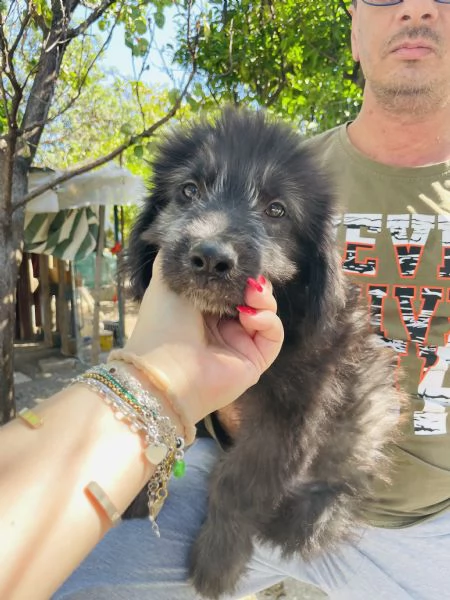 Charlie cucciolo cerca casa  | Foto 1