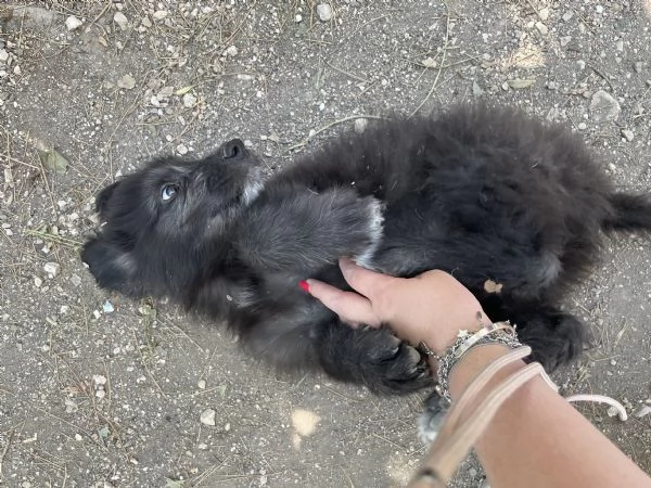 Charlie cucciolo cerca casa  | Foto 0