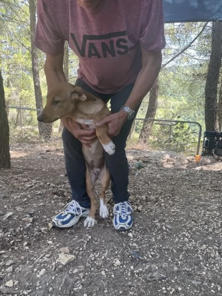 Cucciola Michela cerca casa  | Foto 4