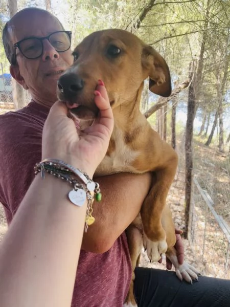 Cucciola Michela cerca casa  | Foto 3