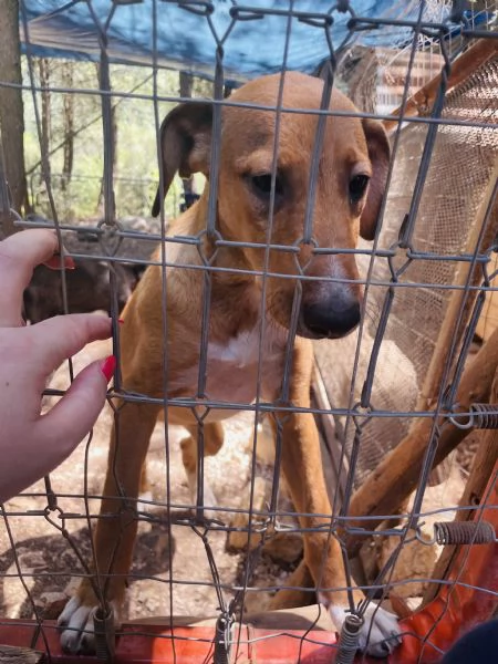 Cucciola Michela cerca casa  | Foto 2