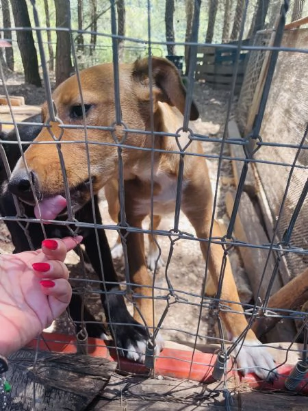 Cucciola Michela cerca casa  | Foto 1