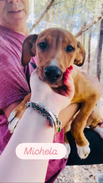 Cucciola Michela cerca casa 