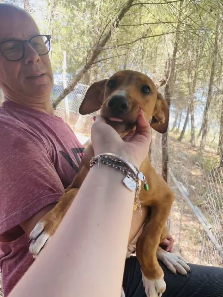 Cucciola Michela cerca casa  | Foto 0