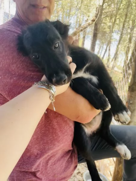 Mieko cucciola dolcissima  | Foto 4