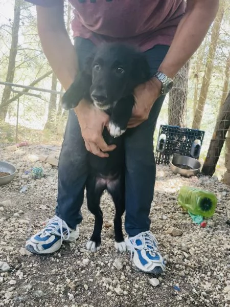 Mieko cucciola dolcissima  | Foto 0