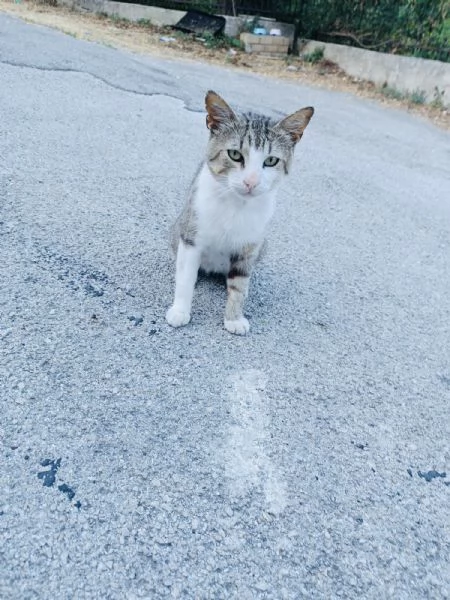 Micio Athos cerca casa  | Foto 6