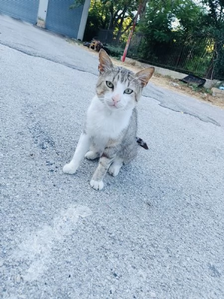 Micio Athos cerca casa  | Foto 5